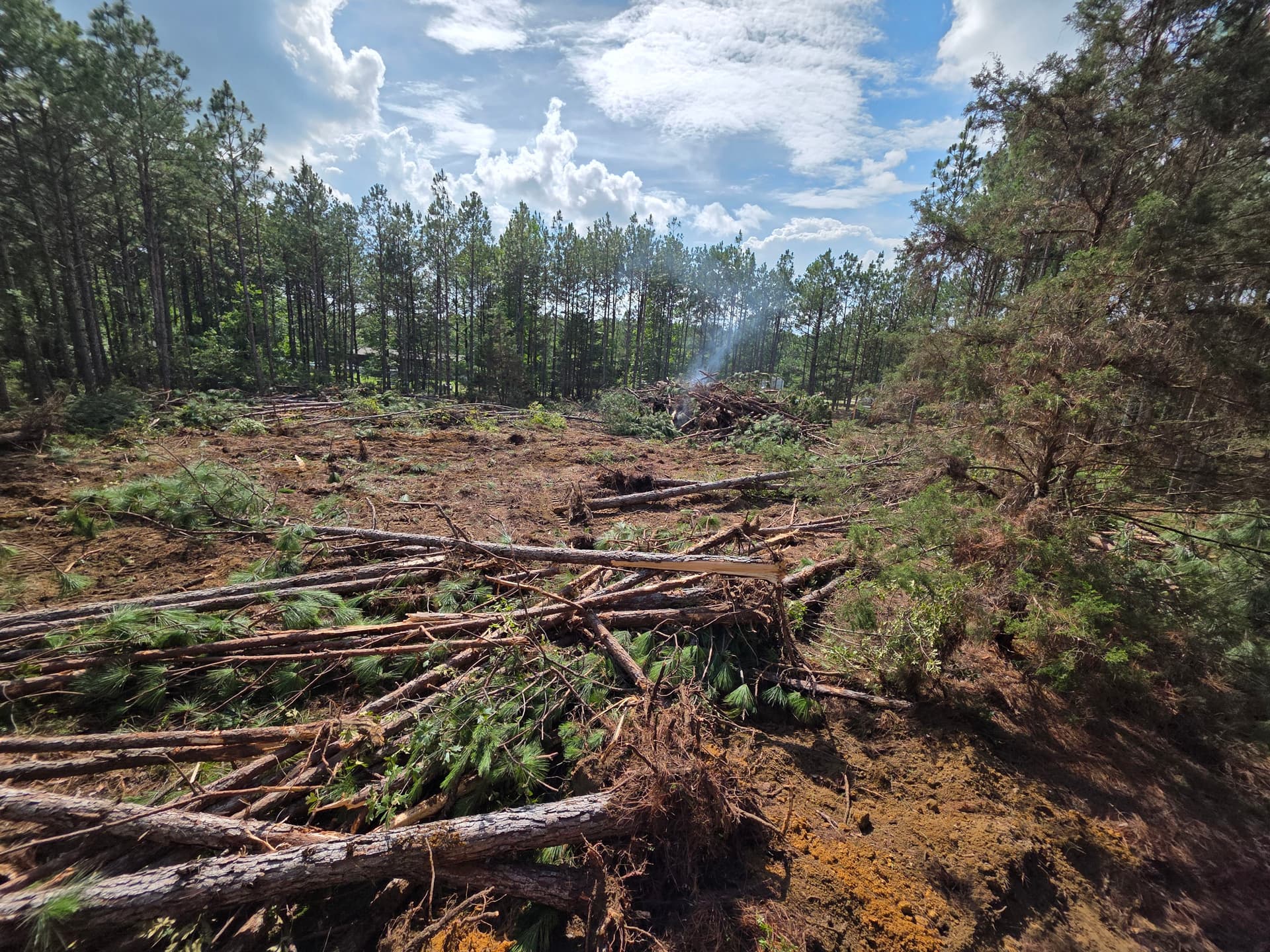Gallery photos for Wooded Land Clearing in Progress in Camden SC: Image #5