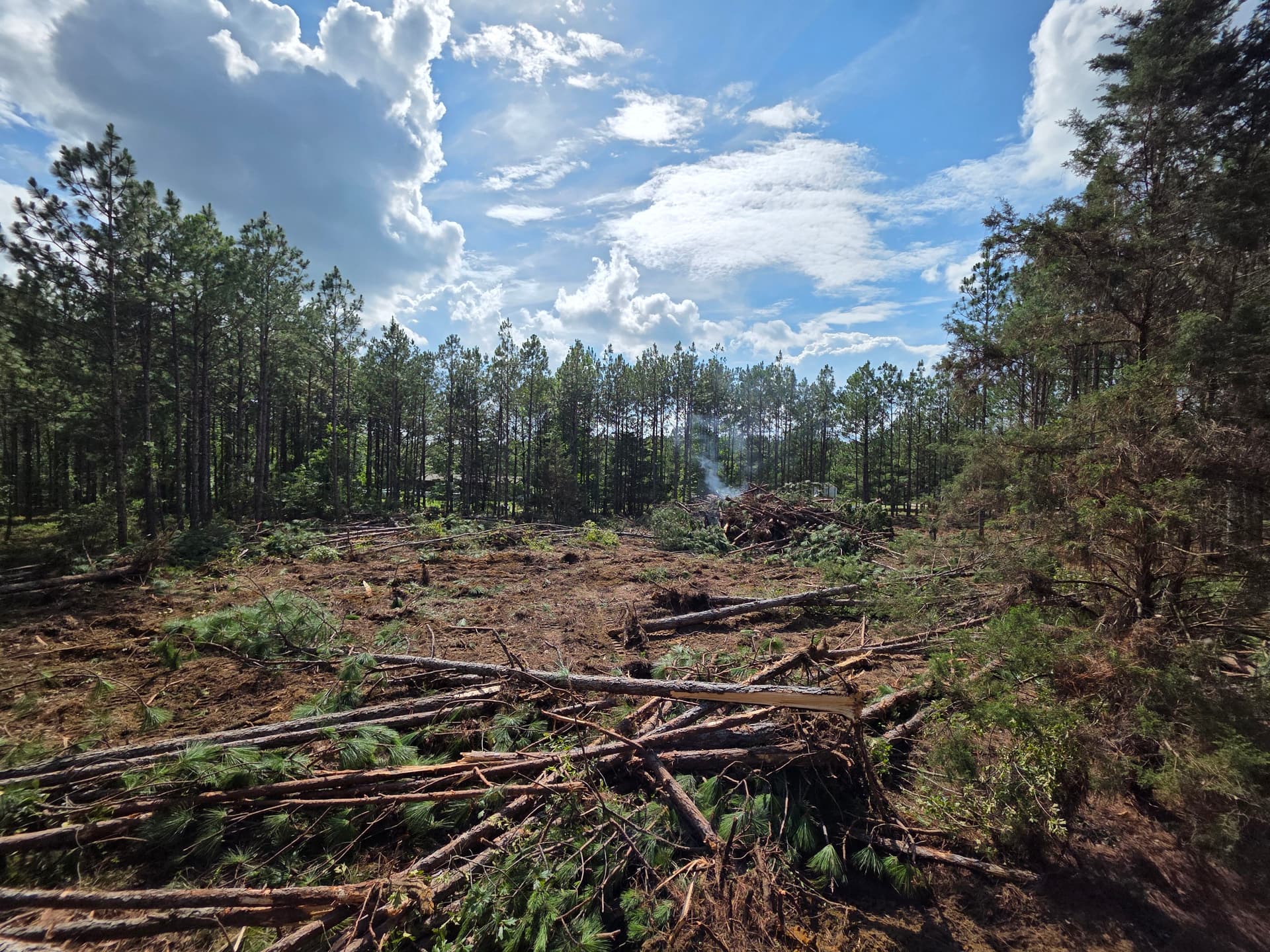 Gallery photos for Wooded Land Clearing in Progress in Camden SC: Image #6