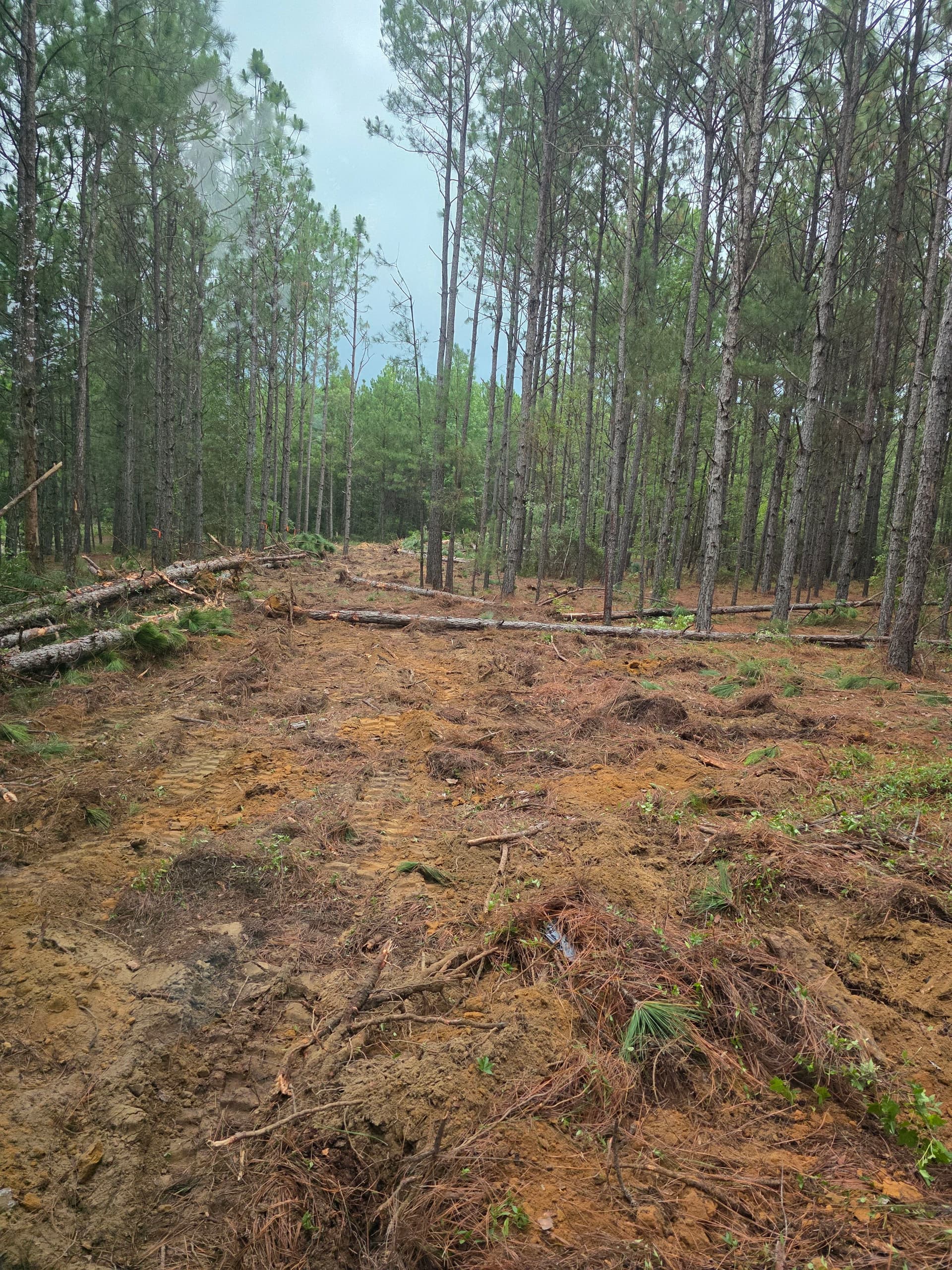 Gallery photos for Wooded Land Clearing in Progress in Camden SC: Image #7