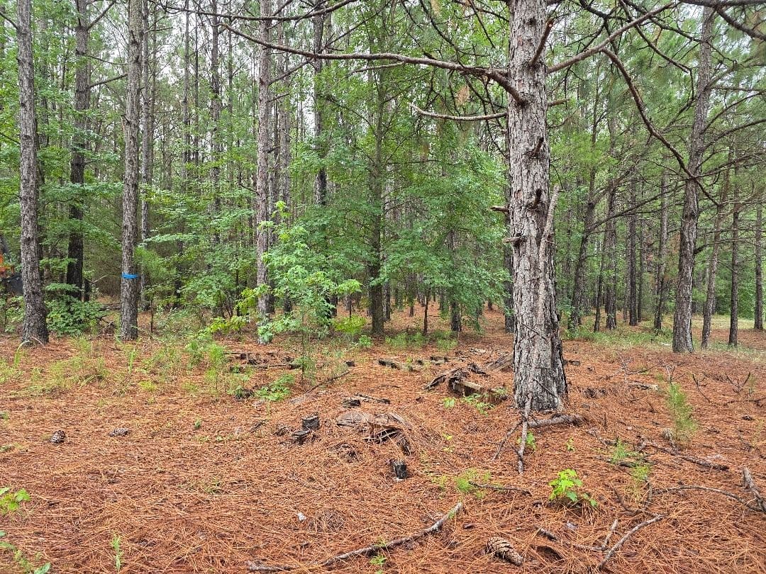 Wooded Land Clearing in Progress in Camden SC image