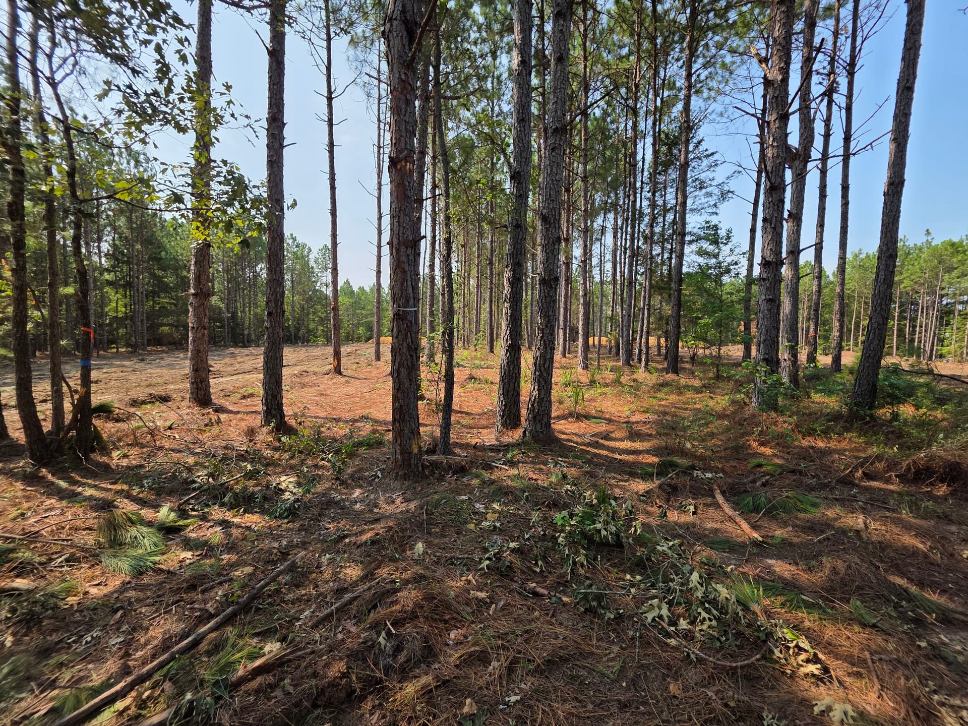 Gallery photos for Wooded Land Clearing in Progress in Camden SC: Image #2