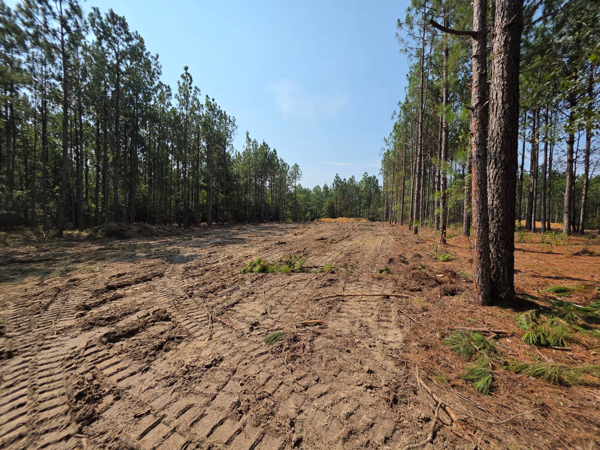 Gallery photos for Wooded Land Clearing in Progress in Camden SC: Image #1