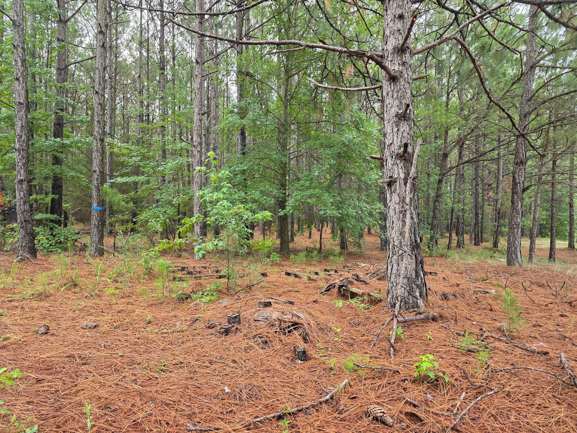 Gallery photos for Wooded Land Clearing in Progress in Camden SC: Image #8