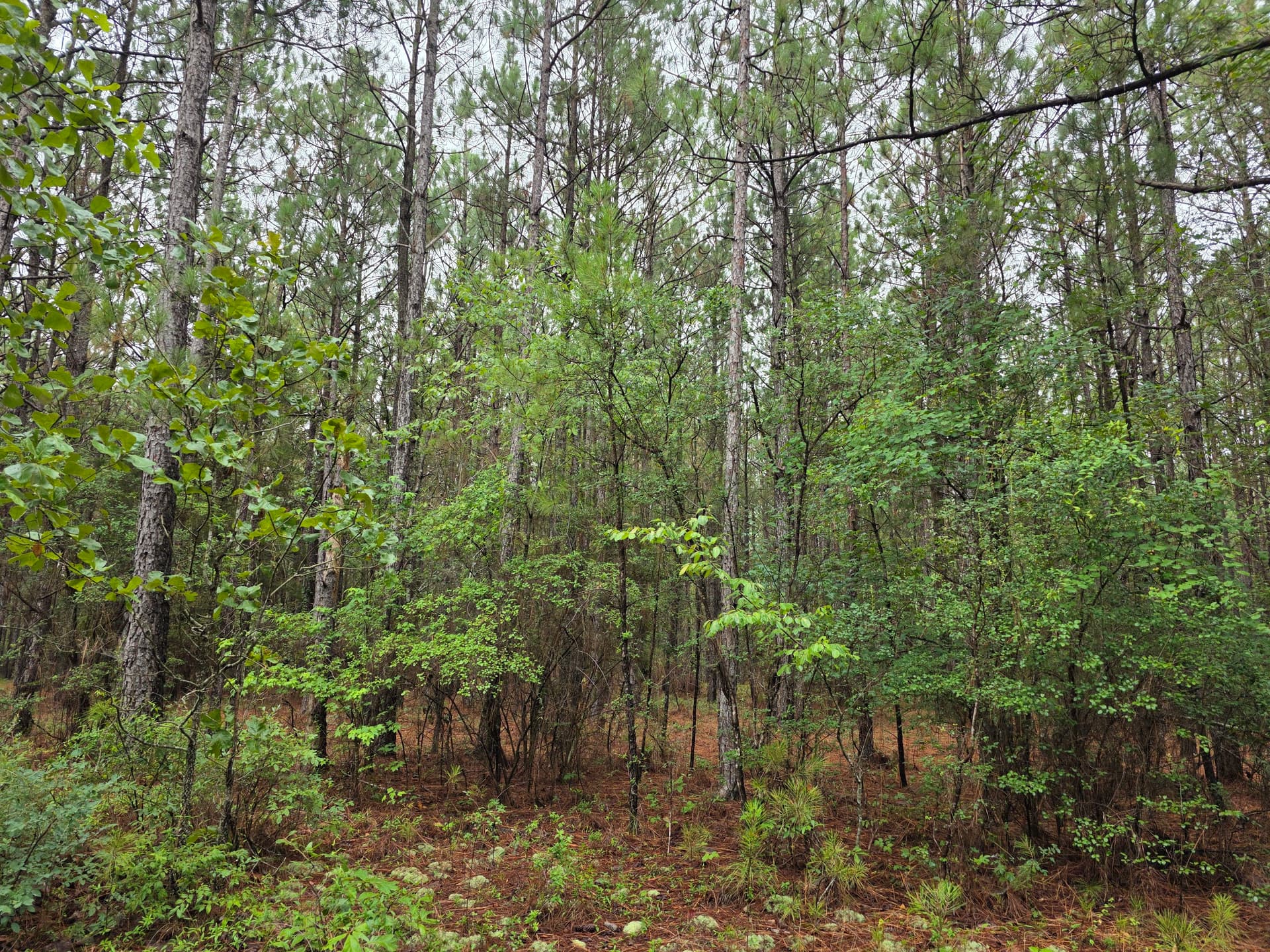 Gallery photos for Wooded Land Clearing in Progress in Camden SC: Image #9